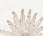Proměnlivá dekorativní dlažba Nusa Botanic Taupe 25x25(Codicer)