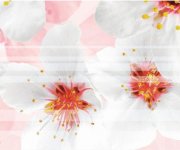 Luxusní dekor Brennero Bloomy Fiory di Sakura 25x75