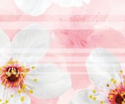 Luxusní dekor Brennero Bloomy Fiory di Sakura 25x75