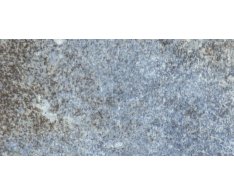 Gres Aragón Ocean Blue Bali 30x60 Glossy